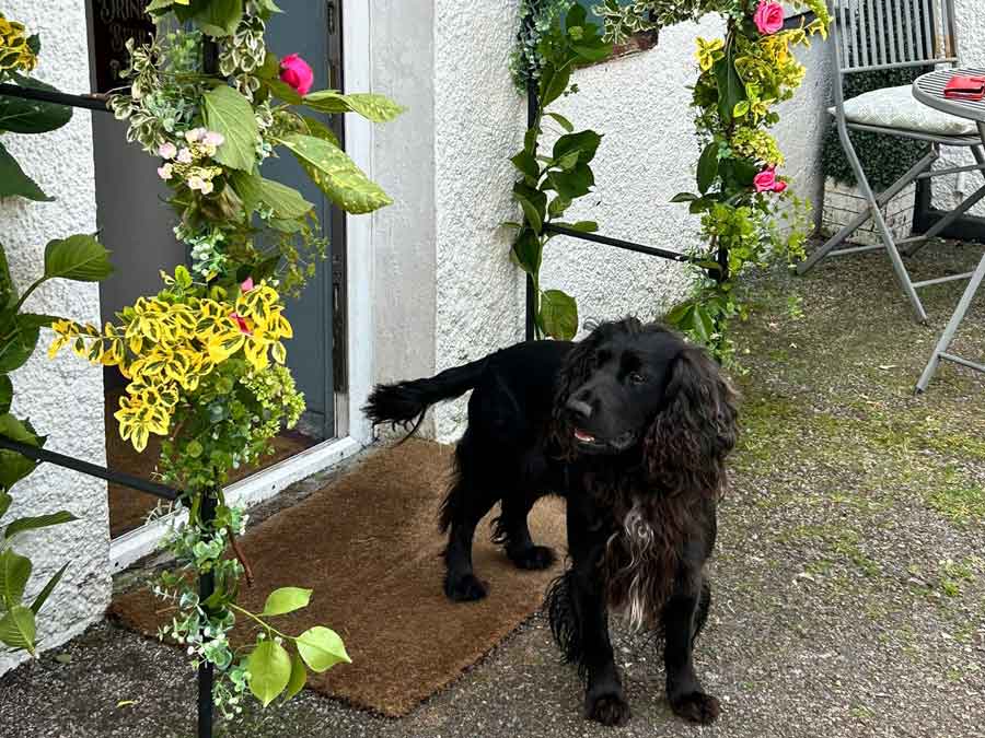 Wedding flowers at the Cornish Arms Frogpool Cornwall and a four-legged helper making sure everything is ready. A great venue for any special occasion or function.
